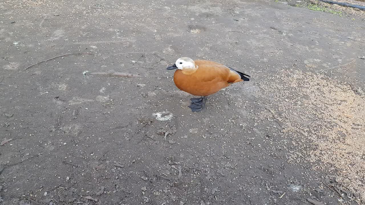 오리, 비둘기, 포차드로 가득한 호수 옆의 붉은 볏 포차드