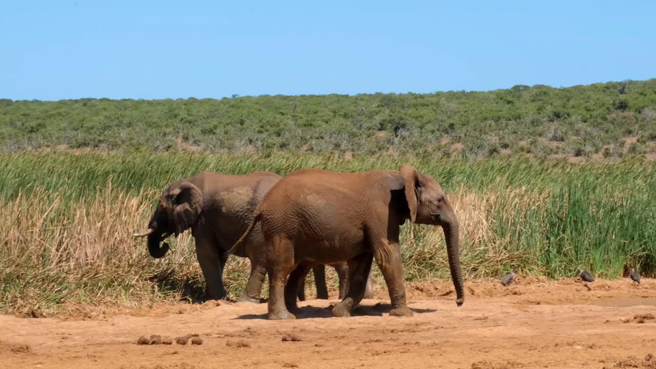 Elephant walking towards another elephant and trunks entwined