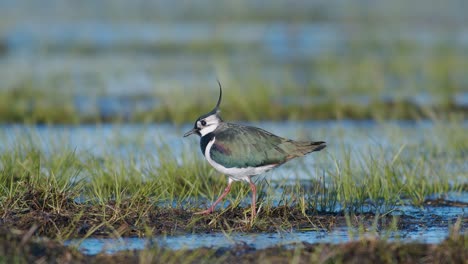 Lapwing-feeding-on-wetland-with-rain-worm-using-foot-trembling-movements-food-seeking