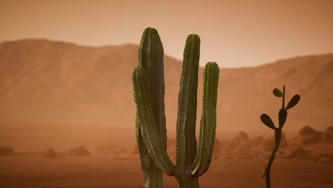 Atardecer-En-El-Desierto-De-Arizona-Con-Cactus-Saguaro-Gigante