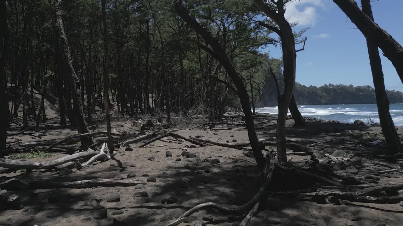 pov se mueve a través de los árboles en la playa del océano debajo de los altos acantilados del valle de pololu