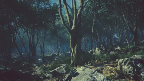 espeluznante magia mística profundo bosque
