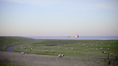hermoso campo soleado con ovejas frente al mar del norte, donde viaja un barco o un carguero