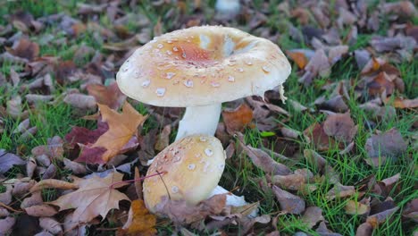 primer plano de setas moteadas de rocío entre las hojas de otoño en el suelo del bosque, escena natural serena