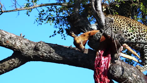 Junger-Männlicher-Leopard-Bewegt-Sich-–-Spielzeug-Mit-Kadaver,-Beißt-Darauf,-Während-Sein-Geschwisterchen-Im-Hintergrund-Rechts-Zuschaut,-Greater-Kruger-National-Park,-Südafrika