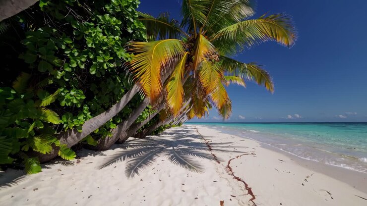 A serene beach video captures a low-angle view of palm trees and pristine sand under a clear blue