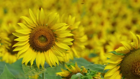 camera zooms out revealing this flower in the front and the whole yellow army behind it, common sunflower helianthus annuus, thailand