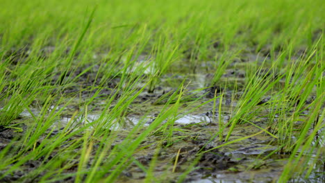 Cultivo-De-Arroz-En-Arrozales-De-Kerala-En-Tierras-Húmedas,-Cultivo-De-Arroz-Indio,-Plantas-De-Arroz-Para-Bebés