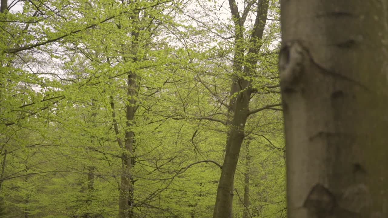 prise de vue rapprochée d'un hêtre dans une forêt verdoyante