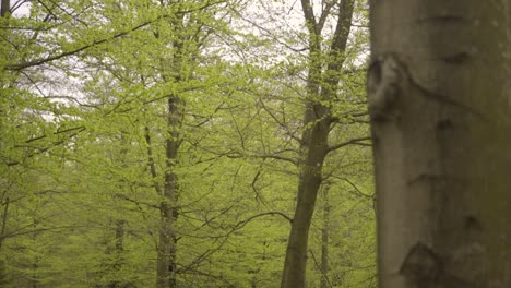fotografía en primer plano de un árbol de haya en un bosque verde y exuberante