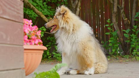 Una-Toma-Cinematográfica-Lenta-De-Un-Collie-áspero-Sentado