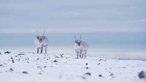 two curious reindeers in fresh snow covered mountain tundra