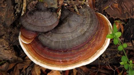 hongos en la selva tropical de sudáfrica.