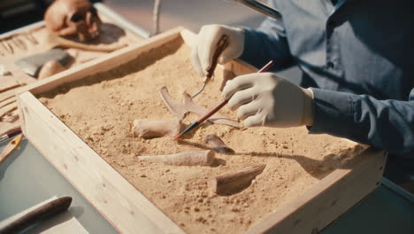 close-up of archaeologist cleaning ancient bones in wooden box filled with sand