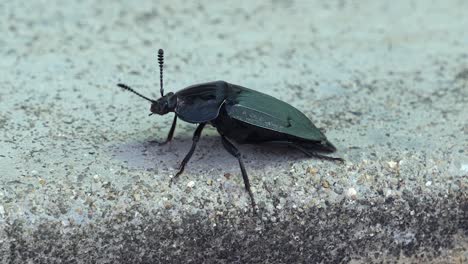 macro of a large black beetle on the sidewalk with antennae moving all around - isolated