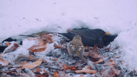 three small birds hiding and shielding from the snow on cold winter with blizzard