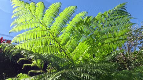 helecho verde brillante bajo un cielo azul claro