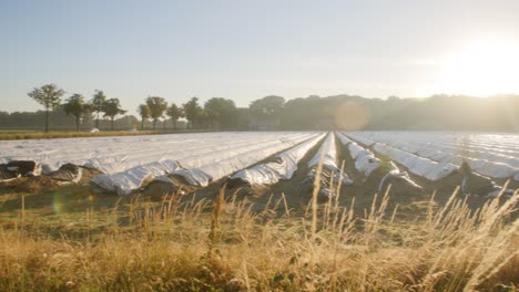 beautiful scenery of a asparagus field in the summer daytime landscape