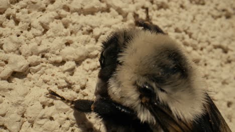 macro close up of a large bumble bee at rest