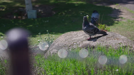paloma sentada sola en una roca entre los árboles del parque, volando en busca de comida