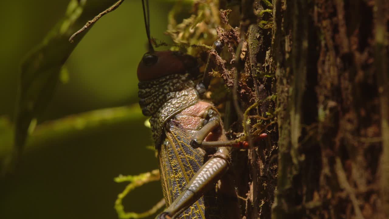 In Peru’s Amazon, a giant red-winged grasshopper crawls across tree bark with moss in vivid close detail on a bright morning