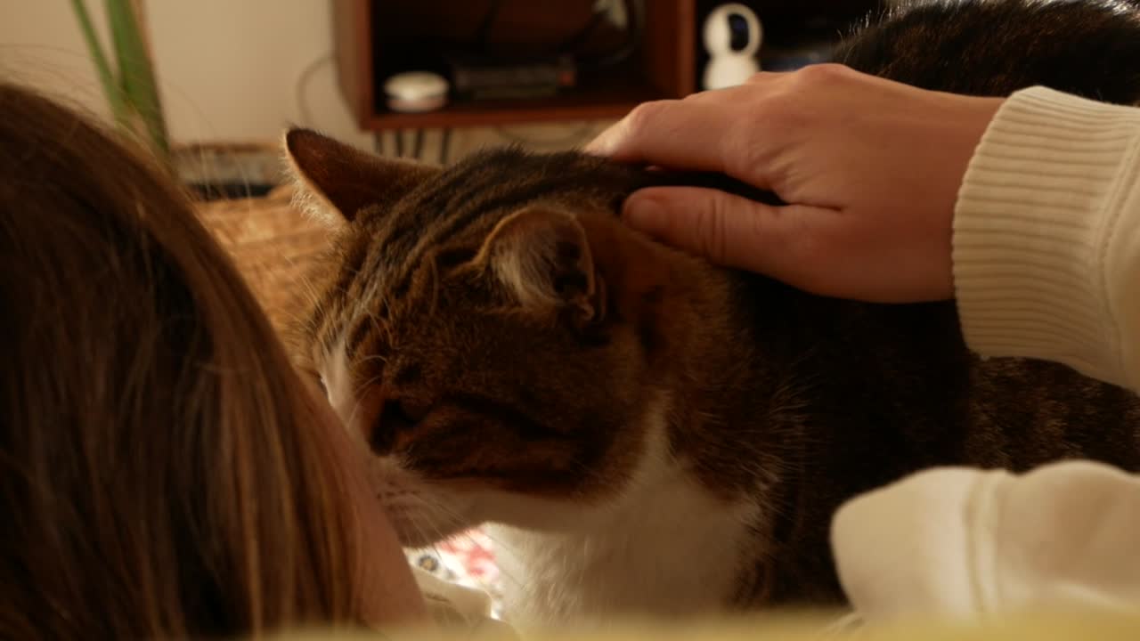 Cat on the couch recieve affection from his owner
