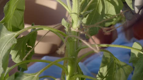 tying a sunflower stem