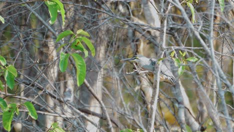 Striated-heron-in-its-prime-hunting-environment-at-the-lake