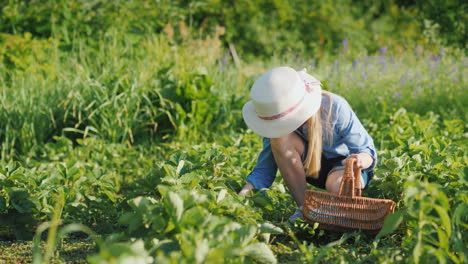 Ein-Kleines-Mädchen-Zieht-Erdbeeren-Und-Legt-Sie-In-Einen-Korb-Frisches-Obst-Aus-Deinem-Garten-4k-Video