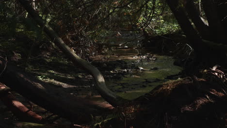 a ground-level shot of a stream hidden under the thick and heavy foliage in the forest