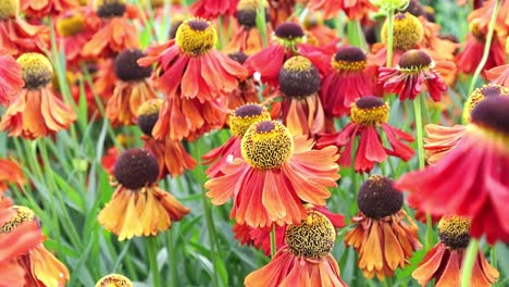 helenium 'sahin's early flowerer'는 브론즈-레드 새싹에서 줄무늬가 있는 주황색 꽃잎이 열리고 마침내 노란색으로 성숙하는 색조의 메들리를 생성합니다.