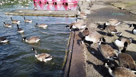 A-flock-of-Canadian-Geese-are-rushing-to-go-into-the-waters-of-Mote-Lake-located-in-Maidstone-town-in-United-Kingdom