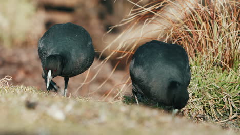 eurasian coot - two australian coot pecking food on the ground