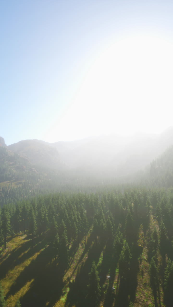 배경 에 산 들 이 있는 숲 의 공중 사진