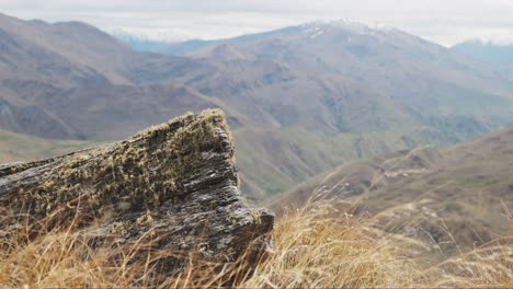 musgo verde que crece en la roca de la montaña rodeado de hierba dorada que sopla en el viento, pico nevado en el fondo