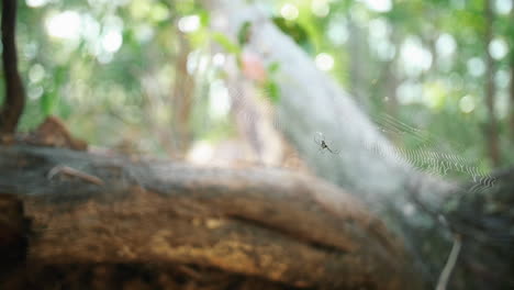 pequeña araña orbe tranquila en su telaraña junto a un árbol -cerrar