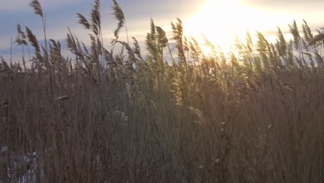 Kamerafahrt-über-Das-Schilf-Und-Die-Sonne-In-Zeitlupe