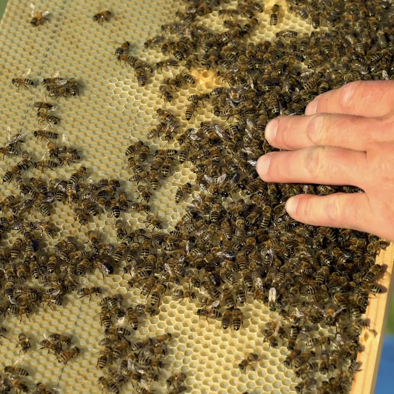 Beekeeper checking honeycomb frame with bees in his apiary. Working bees in a hive. Beekeeping. Honey.