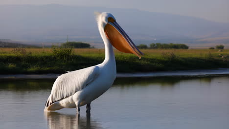 a white pelican in a lake
