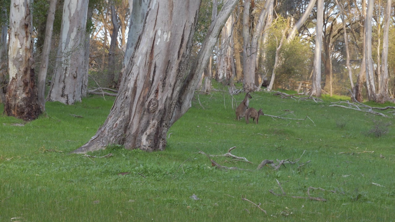 Curious Western Grey Kangaroos In Tanunda, Barossa Valley, Australia - Wide Shot