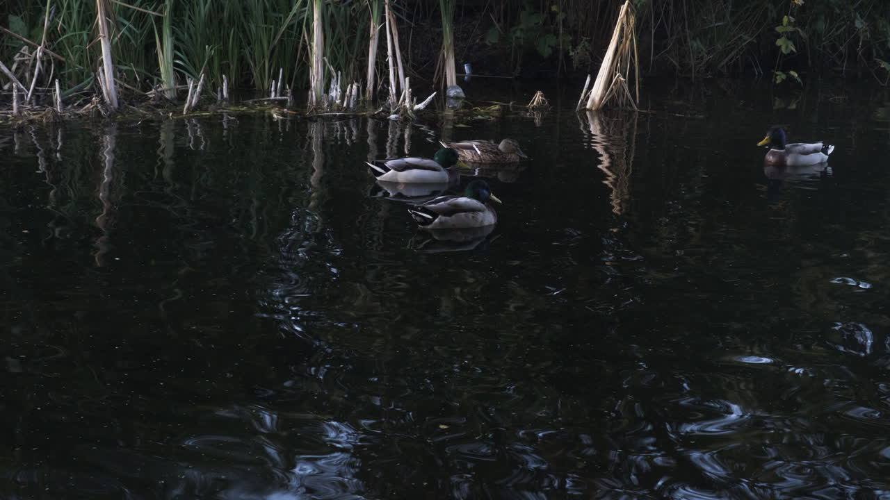무리의 나머지 무리가 물, 런던, 영국에 평화롭게 떠 있는 동안 적극적으로 연못의 표면에서 음식을 찾는 수컷 청둥오리의 총