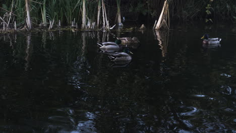 Shot-of-a-male-Mallard-duck-actively-searching-for-food-on-the-surface-of-a-pond-as-the-remainder-of-the-flock-float-peacefully-on-the-water,-London,-England