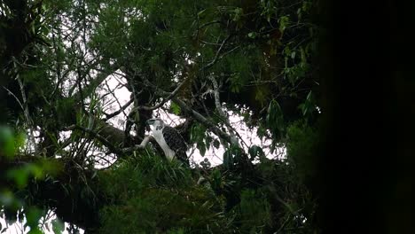 The-Philippine-Eagle-also-known-as-the-Monkey-eating-Eagle-is-critically-endangered-and-can-live-for-sixty-years-feeding-on-Monkeys,-Flying-Lemurs,-and-small-mammals-as-an-opportunist-Bird-of-Prey