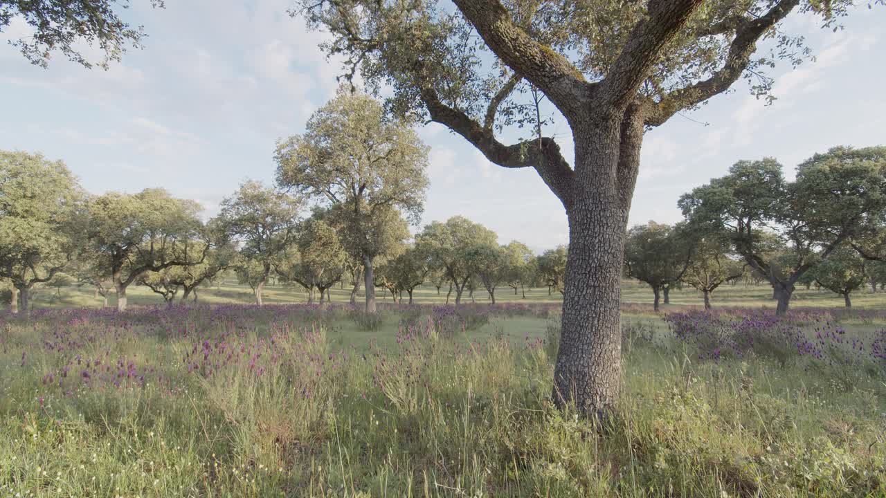 Panoramic view of a mediterranean forest, a pasture, in the Tietar Valley, Toledo, Spain, on a spring day with Spanish lavender flowers