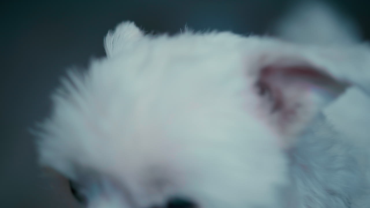 말테스 개 눈과 코 안쪽의 근접