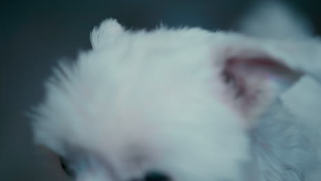 Close-up-of-white-Maltese-Dog-eyes-and-nose-inside