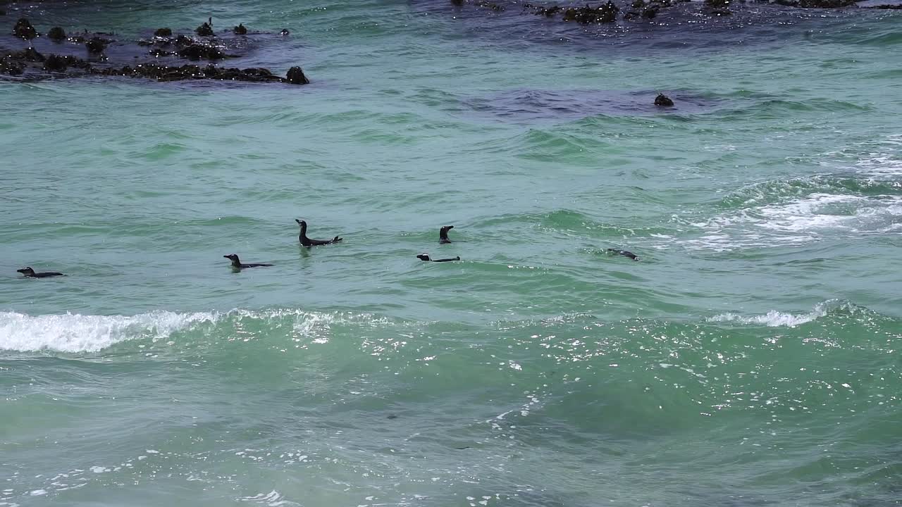 африканские пингвины плавают над брызгающими волнами океана на пляже боулдерс, кейптаун, южная африка