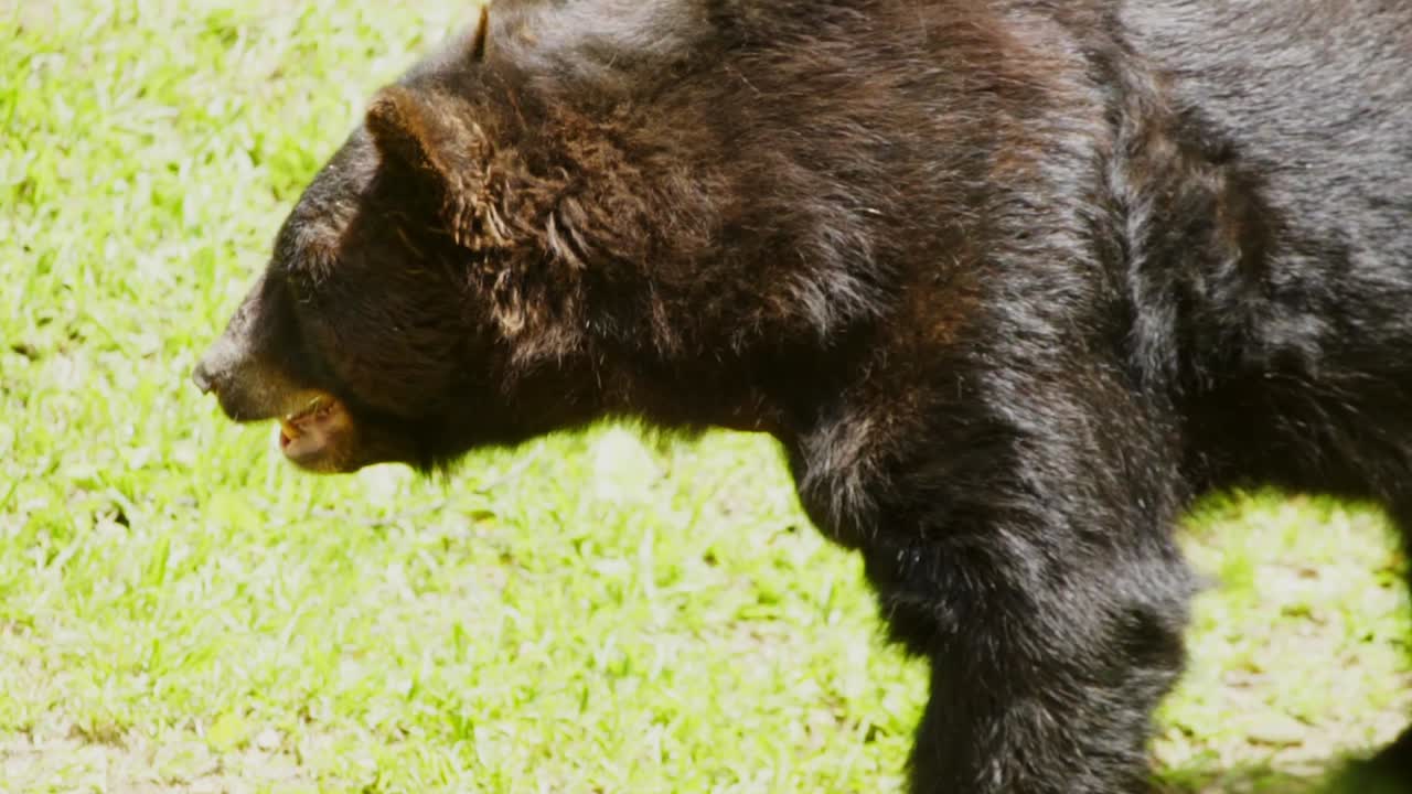 Orso nero americano - Specie onnivora endemica del Nord America