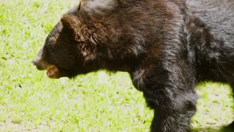 american black bear - omnivore species bear endemic to north america