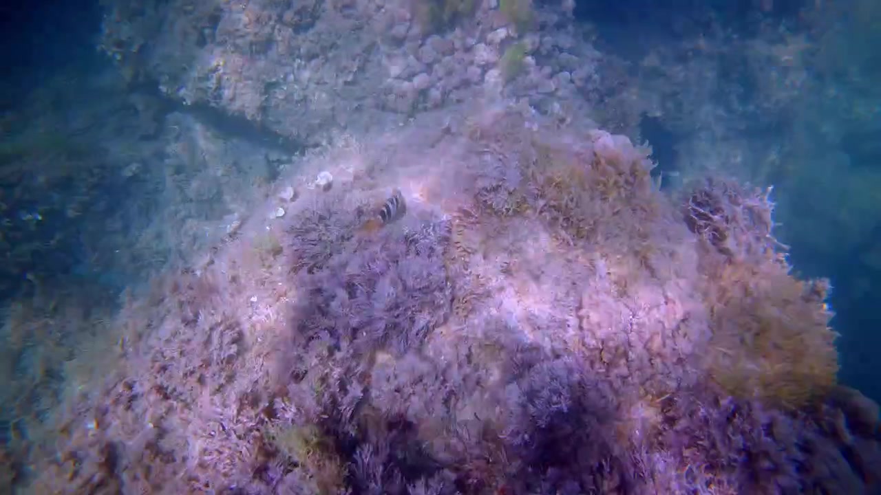 Onderwaterzicht op een rotsachtige zeebodem bedekt met algen en zeewier, met zonlicht dat filtert door het blauwe Middellandse Zeewater.